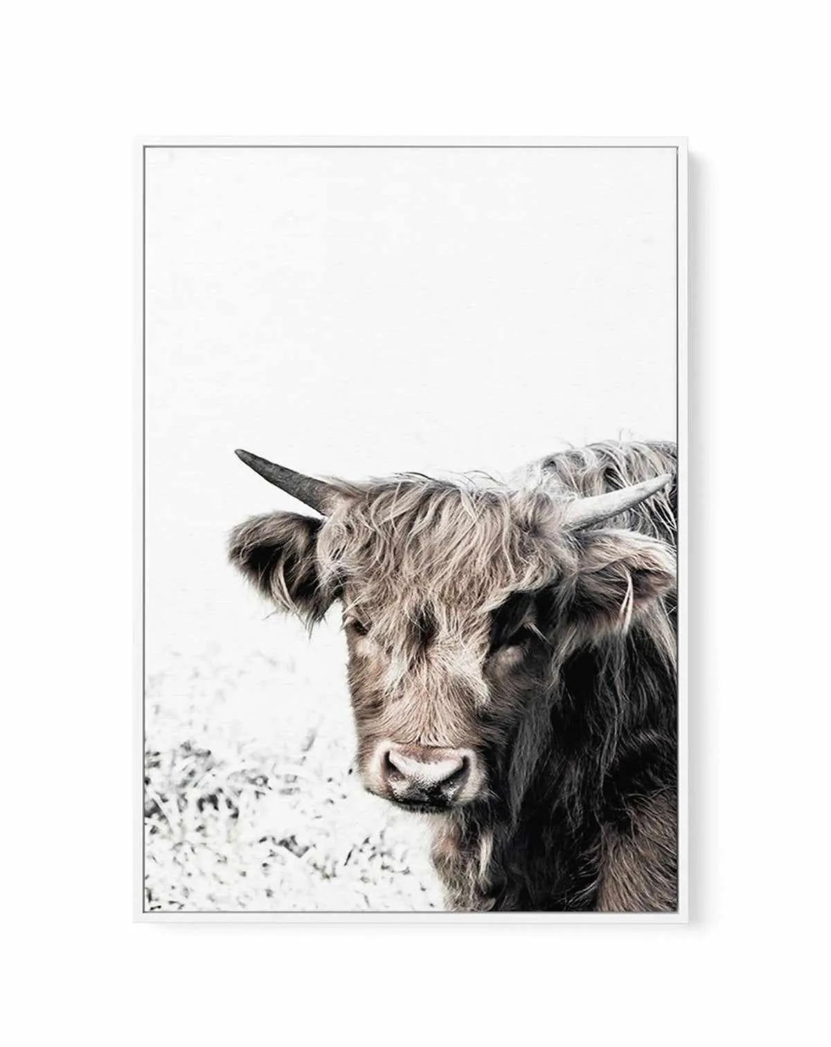 Arthur | Highlander | Framed Canvas Art Print