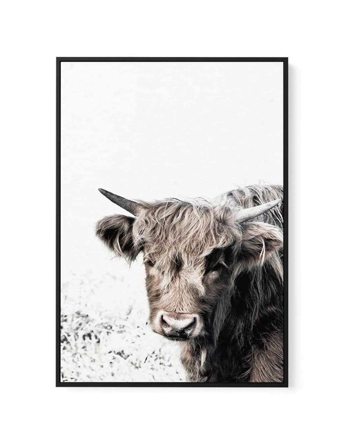 Arthur | Highlander | Framed Canvas Art Print